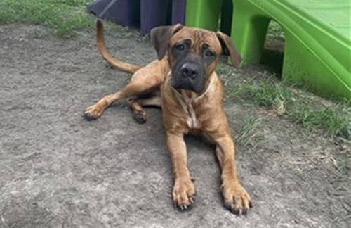 Photo of Molly, adoptable Bullmastiff in Houston, Texas