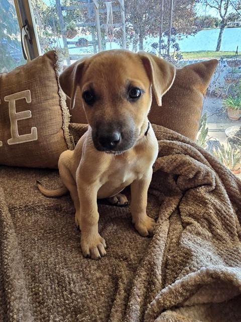 Photo of Sugar, adoptable German Shepherd Dog in Modesto, California
