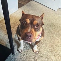 Photo of Evie, adoptable American Bulldog in Loxahatchee, Florida