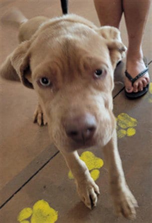 Photo of Spunky, adoptable Chinese Shar-Pei in Van Nuys, California