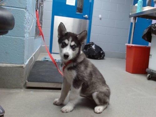 Photo of Panther, adoptable Husky in Albuquerque, New Mexico