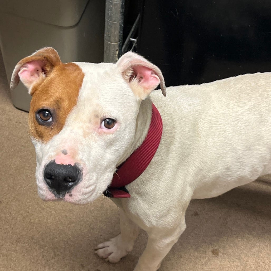 Photo of Ridge, adoptable Mixed Breed (Medium) in Chattanooga, Tennessee