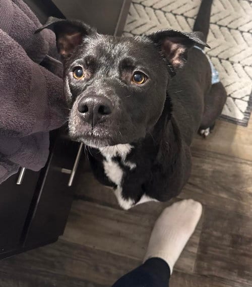 Photo of Jupiter, adoptable Pit Bull Terrier in Princeton, Minnesota