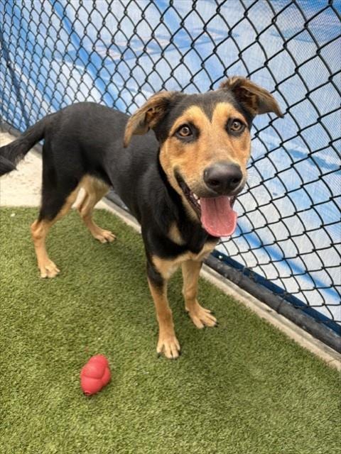 Photo of Tovi, adoptable German Shepherd Dog in Miami, Florida