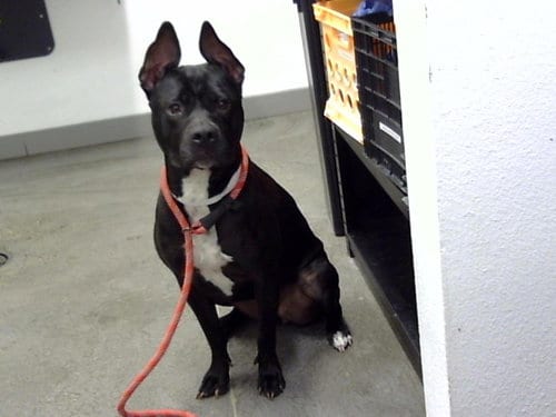 Photo of Betty Boop, adoptable American Pit Bull Terrier in Mesa, Arizona