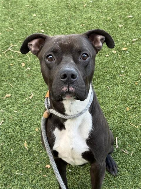 Photo of A124106, adoptable Boxer in West Valley, Utah
