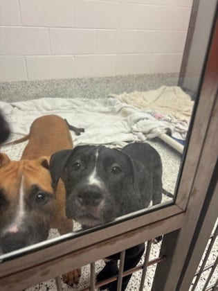 Photo of Shaggy, adoptable dog in Atlanta, Georgia