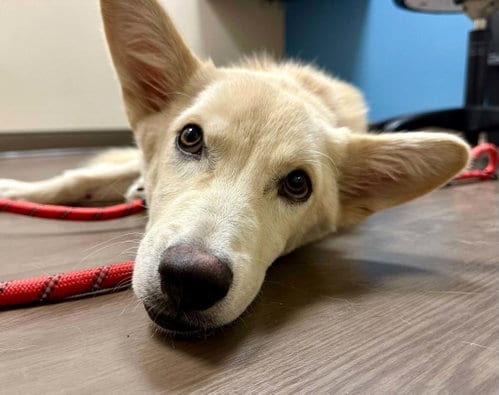 Photo of Seamus, adoptable White German Shepherd in Hoffman Estates, Illinois