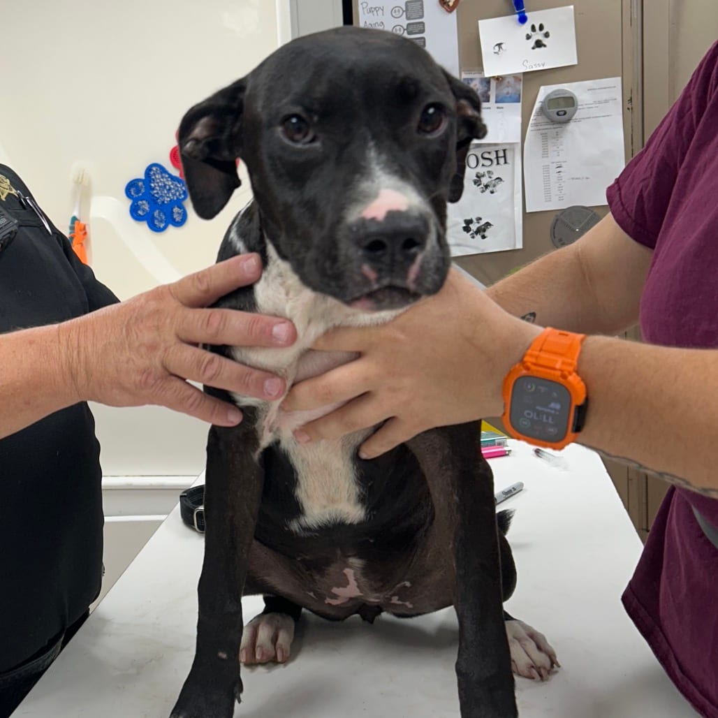 Photo of Jillian, adoptable Terrier, Pit Bull / Mix in Starkville, Mississippi