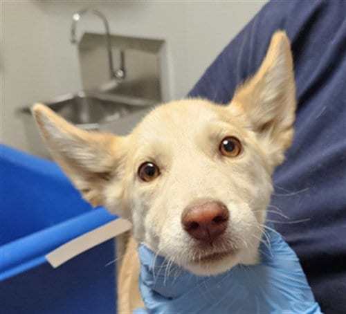 Photo of Yolanda, adoptable Husky in Bakersfield, California