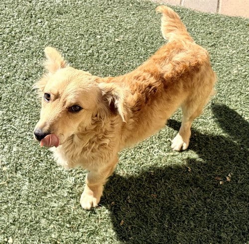 Photo of Henry, adoptable Dachshund in Salinas, California