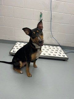 Photo of Suzuki, adoptable Bull Terrier in St. Cloud, Florida