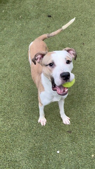 Photo of Ace, adoptable Mastiff in Newton, North Carolina