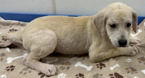 Photo of Brisket, adoptable Labrador Retriever in Panama City, Florida