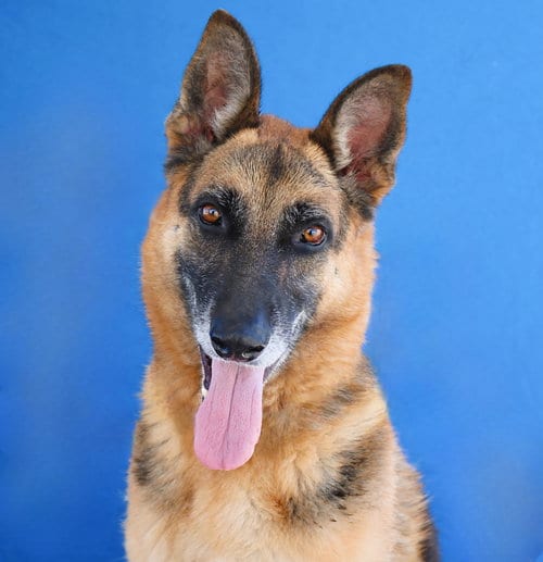 Photo of Zarko, adoptable German Shepherd Dog in Pasadena, California