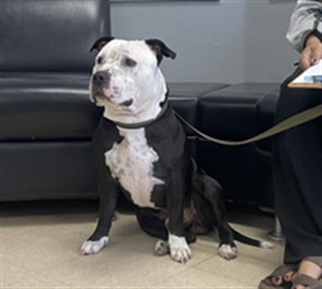Photo of Dustin, adoptable Pit Bull Terrier in Killeen, Texas