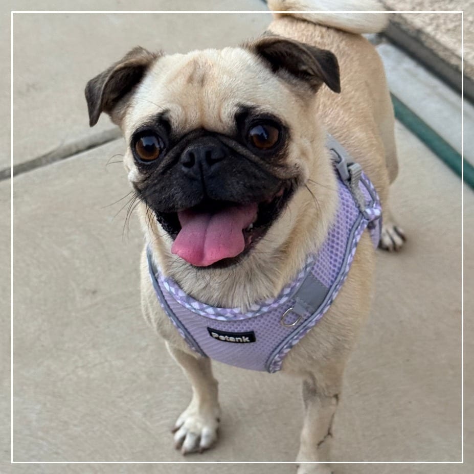 Photo of Chiquita, adoptable Pug in California, California