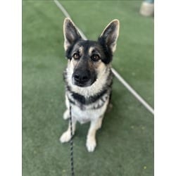 Photo of Ivy, adoptable German Shepherd Dog in Chatsworth, California