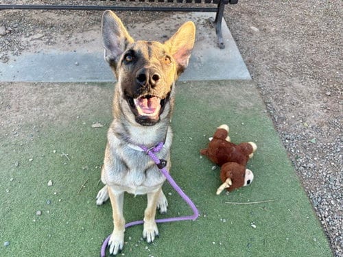 Photo of Orzo, adoptable German Shepherd Dog in Phoenix, Arizona