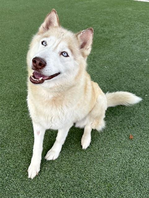 Photo of Athena, adoptable Husky in Castaic, California