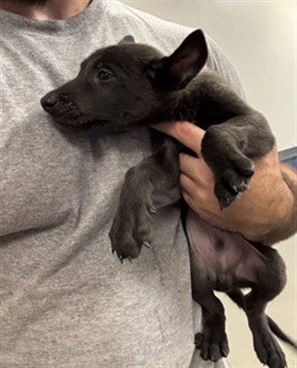 Photo of Elio, adoptable Belgian Shepherd Malinois in Miami, Florida