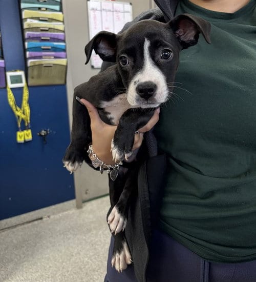 Photo of A188644, adoptable American Pit Bull Terrier in Pasadena, Texas