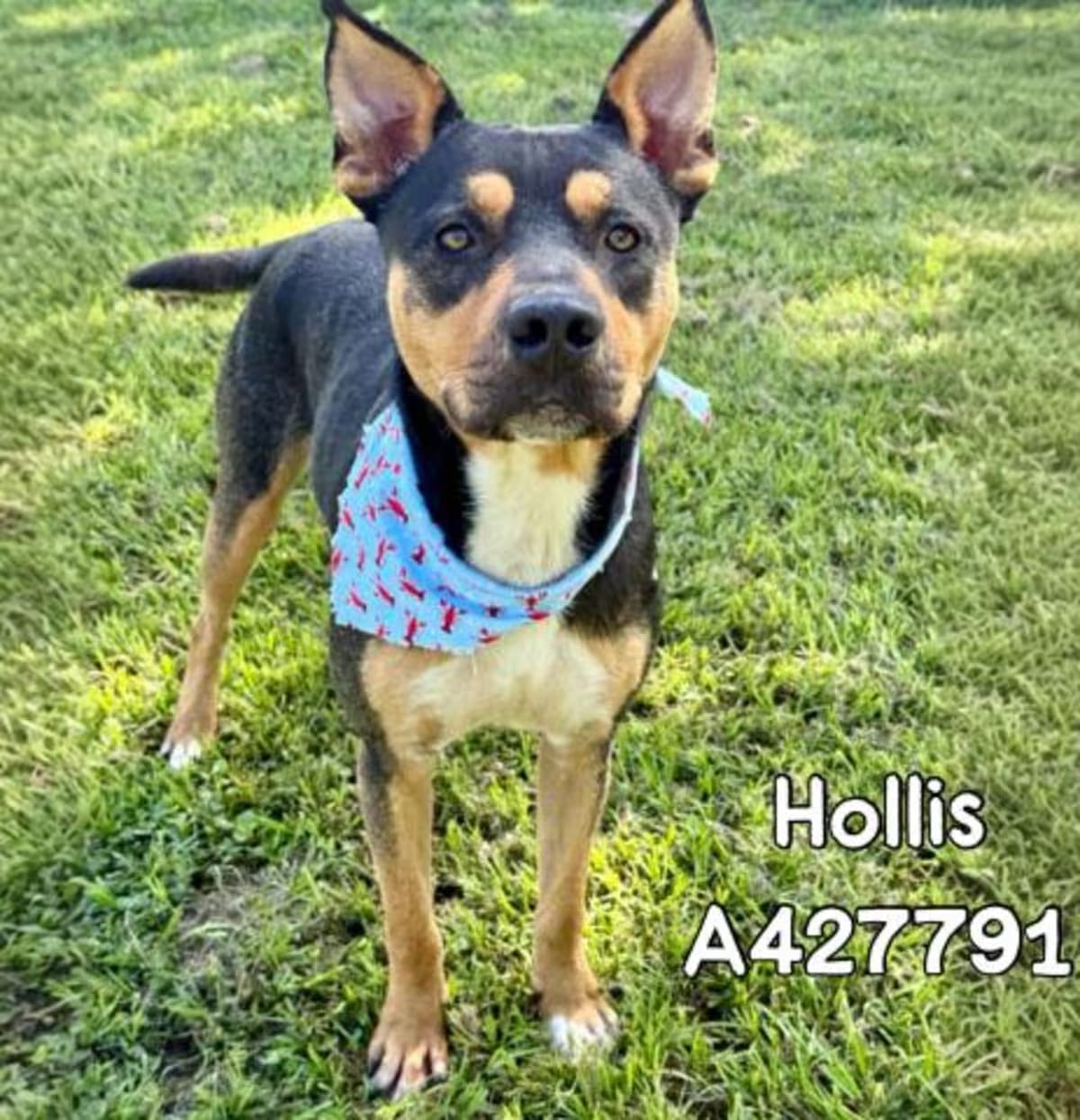 Photo of Hollis, adoptable Australian Kelpie/Rottweiler in Conroe, Texas