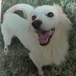 Photo of Yogi 9988, adoptable Chihuahua Mixed Breed (Medium) in Loxahatchee, Florida