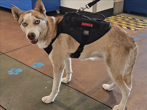 Photo of Saidie, adoptable Siberian Husky in Van Nuys, California