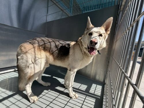 Photo of Wylie, adoptable German Shepherd Dog in Baldwin Park, California