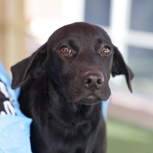 Photo of Figment, adoptable Labrador Retriever in San Antonio, Texas