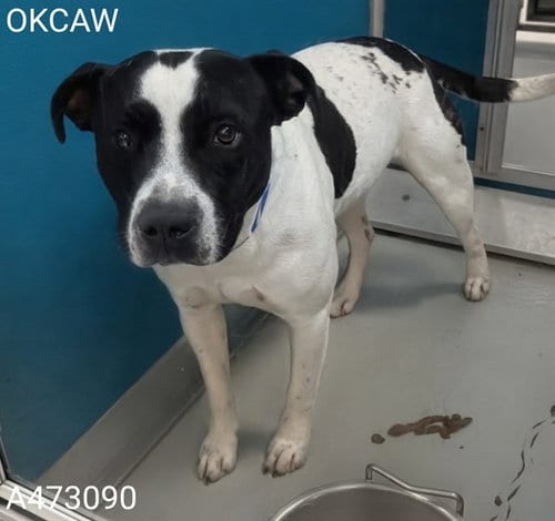 Photo of Snoop, adoptable Pit Bull Terrier in Oklahoma City, Oklahoma