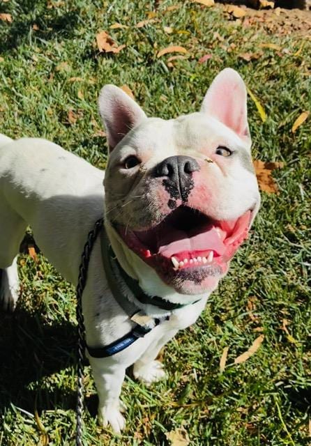 Photo of Georgie, adoptable French Bulldog in Santa Barbara, California