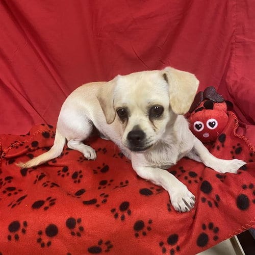 Photo of A614863, adoptable Chihuahua in Modesto, California