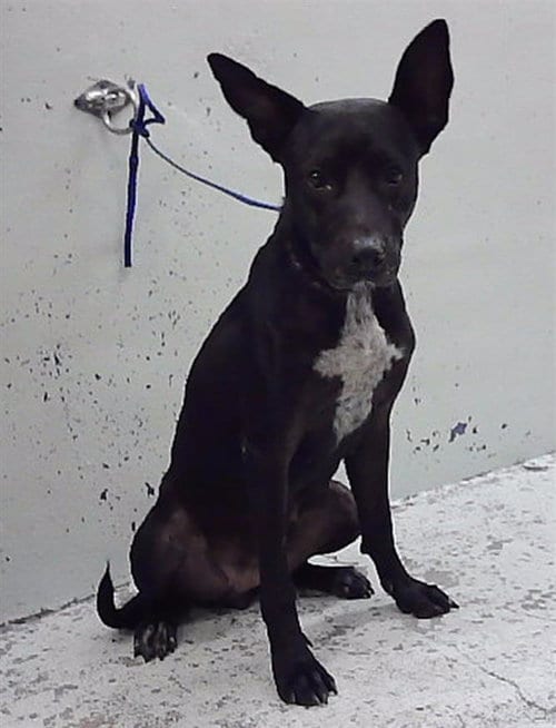 Photo of Fanny Lu, adoptable Staffordshire Bull Terrier in Houston, Texas