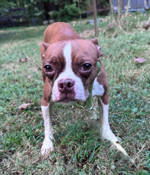 Photo of Tilly, adoptable Boston Terrier in Parker Ford, Pennsylvania
