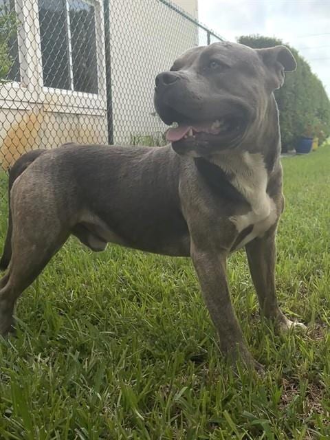 Photo of Simba, adoptable American Bulldog in Miami, Florida