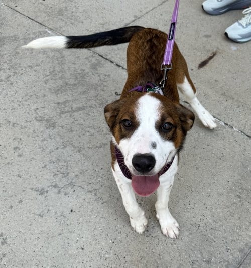 Photo of Augustus, adoptable Cattle Dog in Charlotte, North Carolina