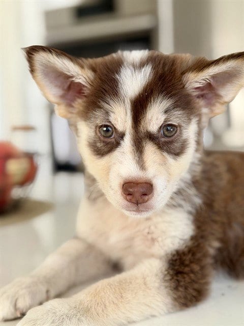 Photo of Biscuit, adoptable Siberian Husky in Sacramento, California