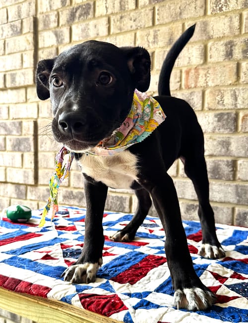 Photo of Curly, adoptable Catahoula Leopard Dog in Munford, Tennessee