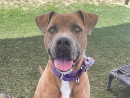 Photo of Mel, adoptable dog in Georgetown, Texas