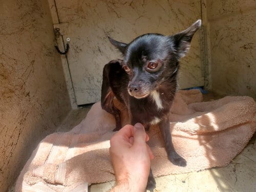 Photo of Donny, adoptable Chihuahua in Garland, Texas