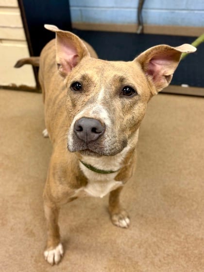 Photo of Lolly, adoptable dog in Chamblee, Georgia