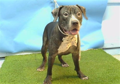 Photo of Liam, adoptable Pit Bull Terrier in Gardena, California
