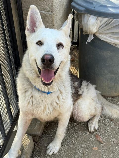 Photo of Albus, adoptable Siberian Husky in Riverside, California