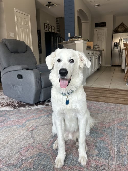 Photo of Kodi, adoptable Great Pyrenees in Dallas, Texas