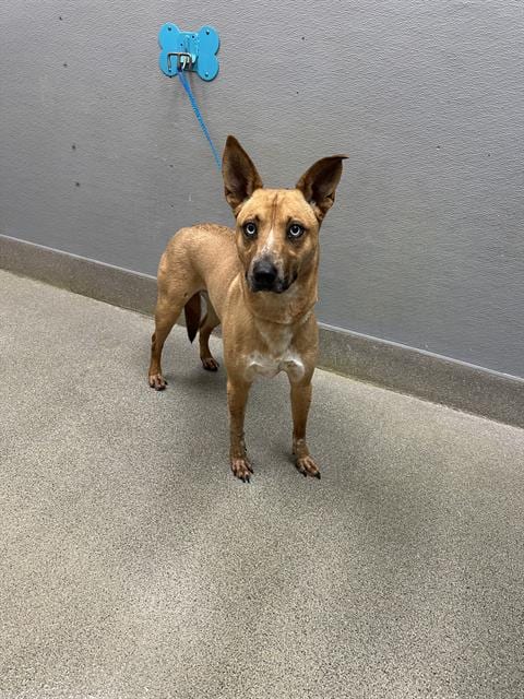 Photo of Kuma, adoptable Siberian Husky in Las Vegas, Nevada