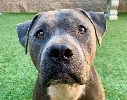 Photo of Blume, adoptable Pit Bull Terrier in Moreno Valley, California