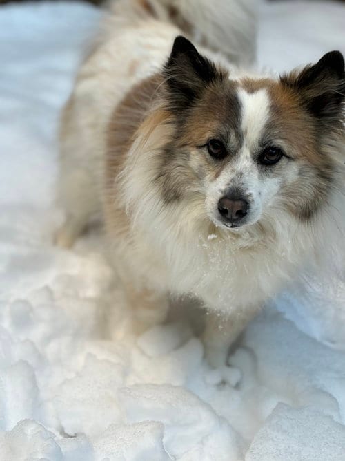 Photo of Nora, adoptable Corgi in Columbia, Maryland
