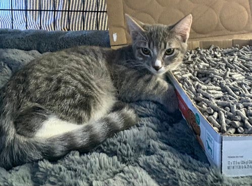Photo of Zinnia, adoptable Unknown breed in San Diego, California